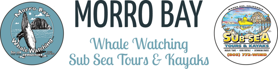 Morro Bay Whale Watching